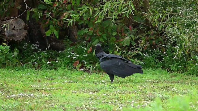 Black Vulture - ML609854791