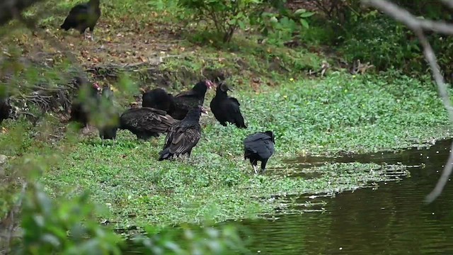 Turkey Vulture - ML609854811