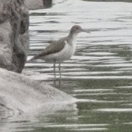 Spotted Sandpiper - ML609854812