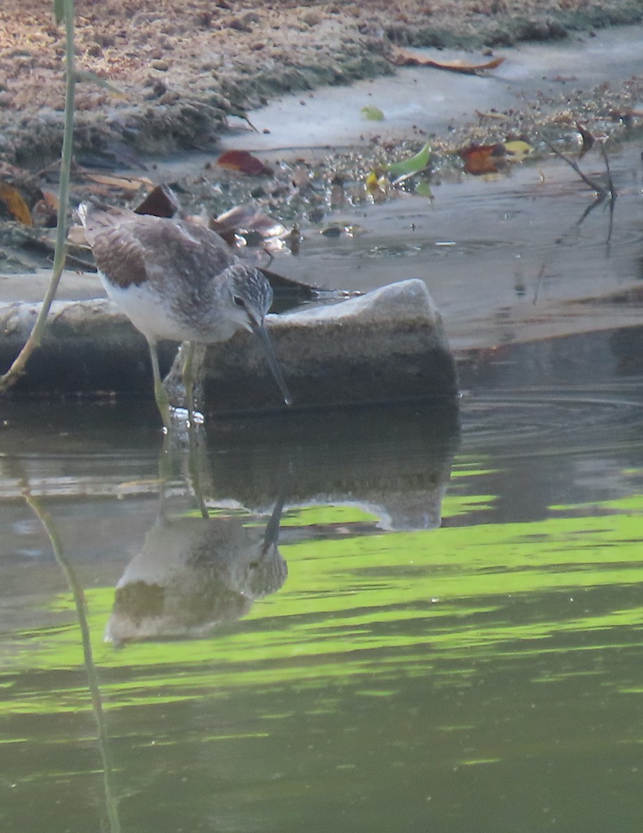 Common Greenshank - Ute Langner