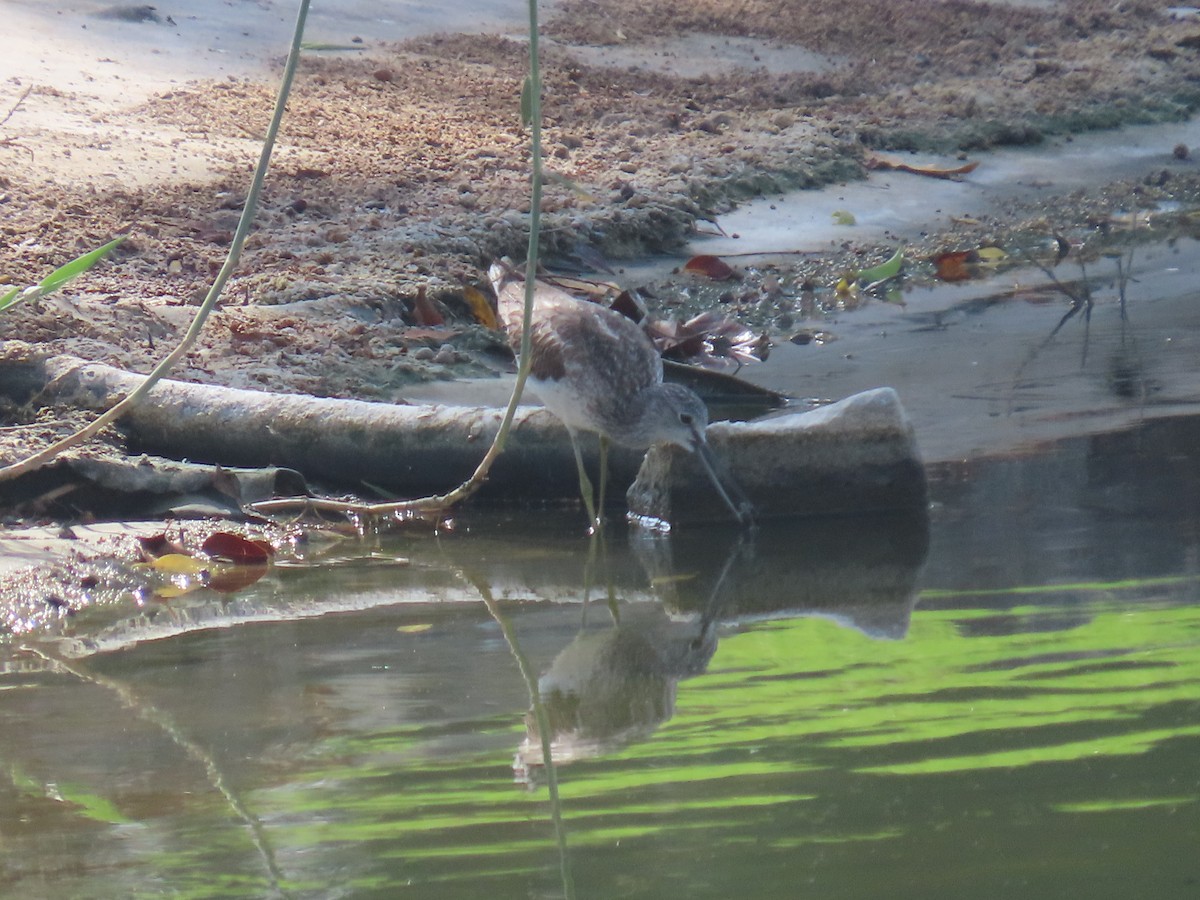 Common Greenshank - ML609854876