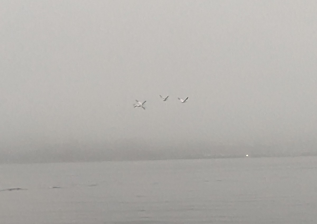 Snow Goose - ML609854894