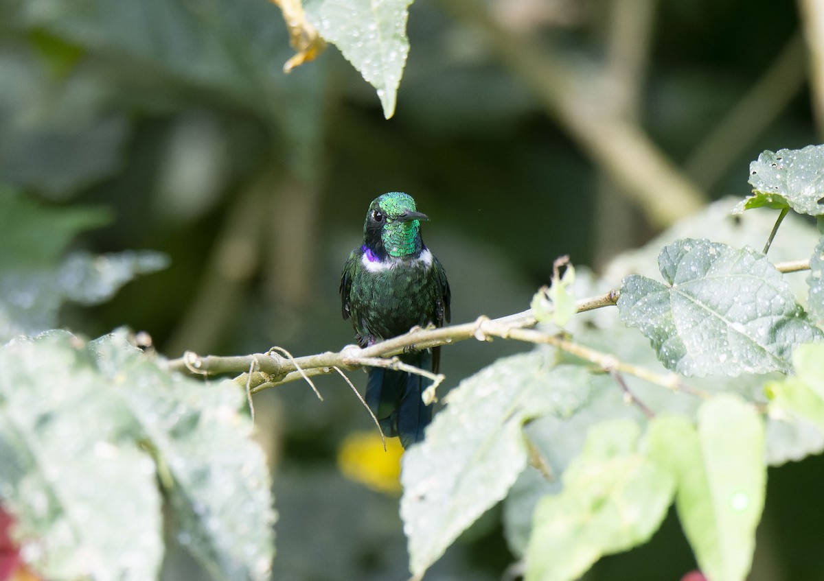 White-throated Daggerbill - ML609854915