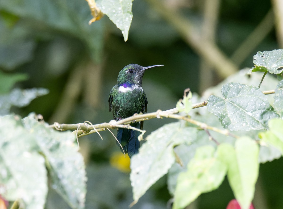 White-throated Daggerbill - Antonio Ceballos Barbancho