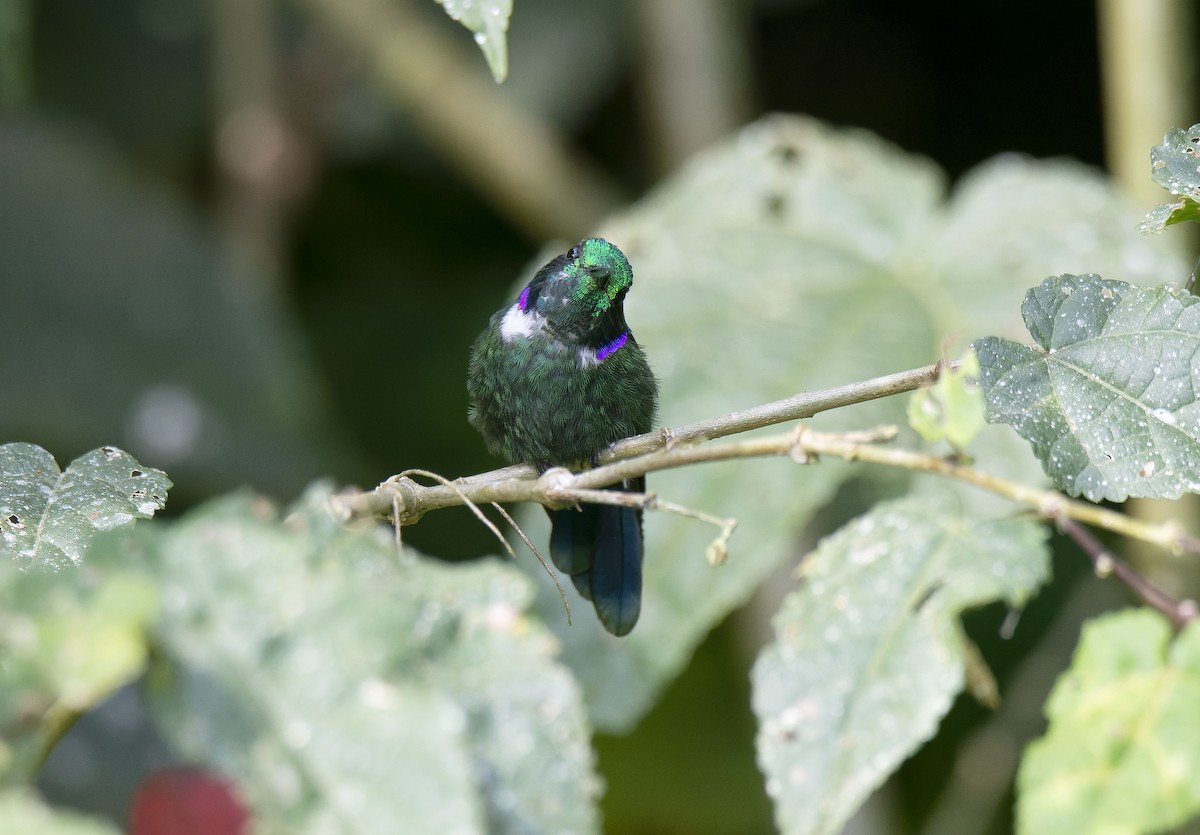 White-throated Daggerbill - ML609854917