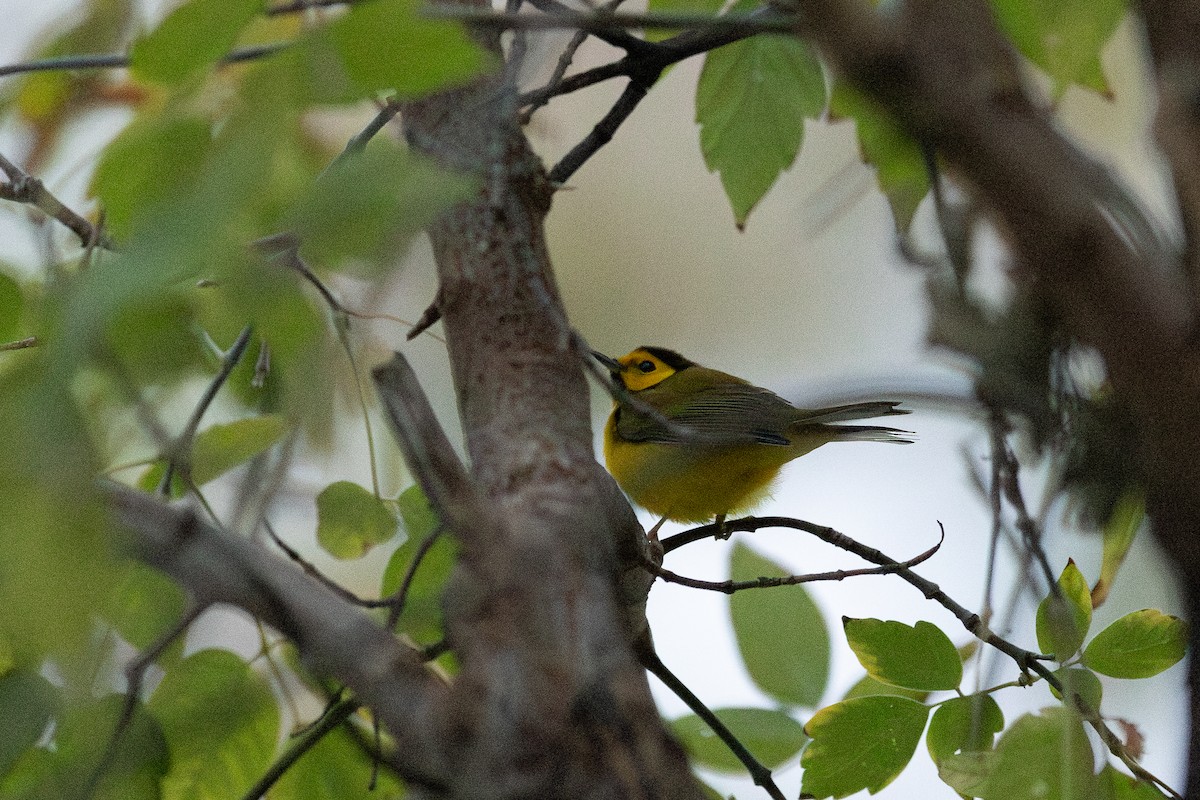 クロズキンアメリカムシクイ - ML609854953