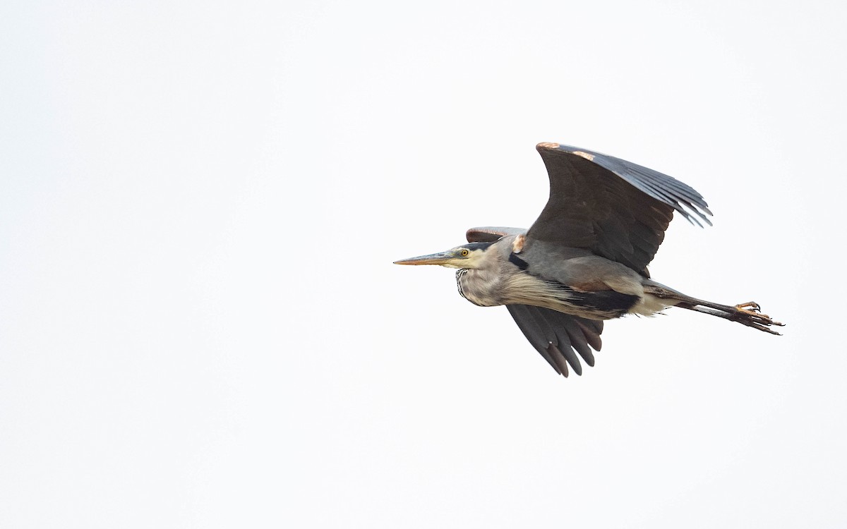 Great Blue Heron - ML609855005