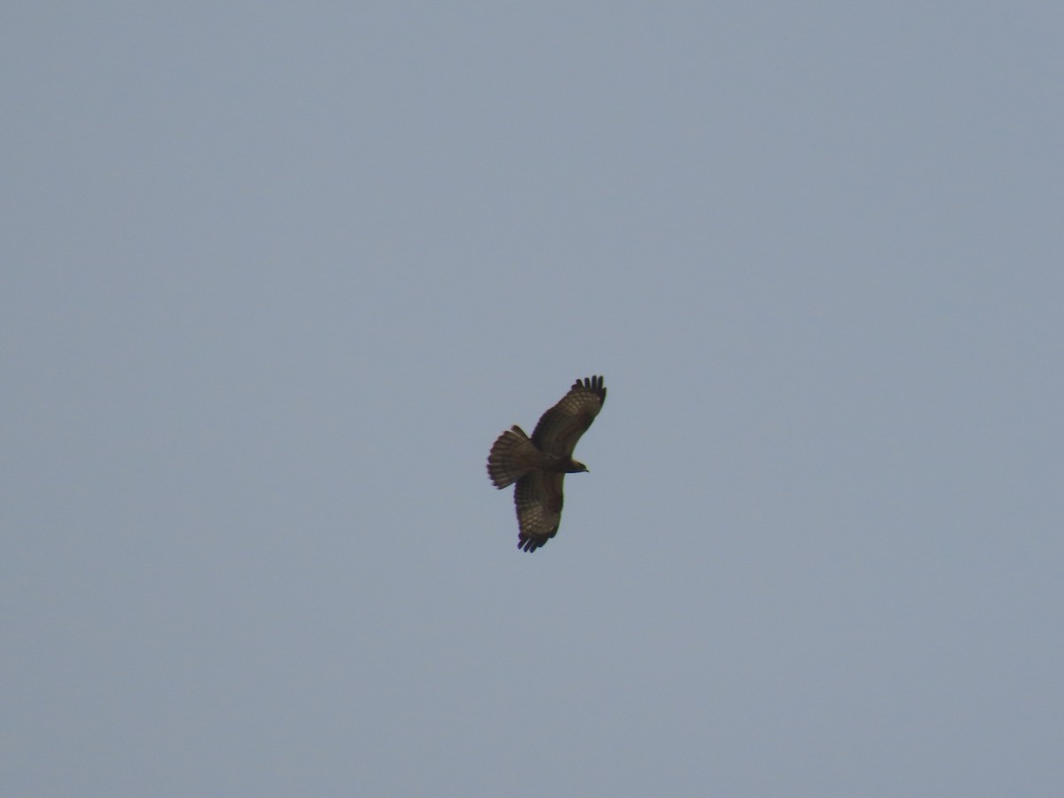 Oriental Honey-buzzard - ML609855091