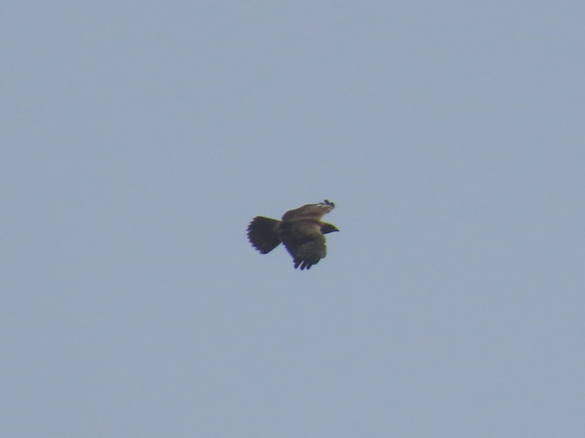 Oriental Honey-buzzard - ML609855094