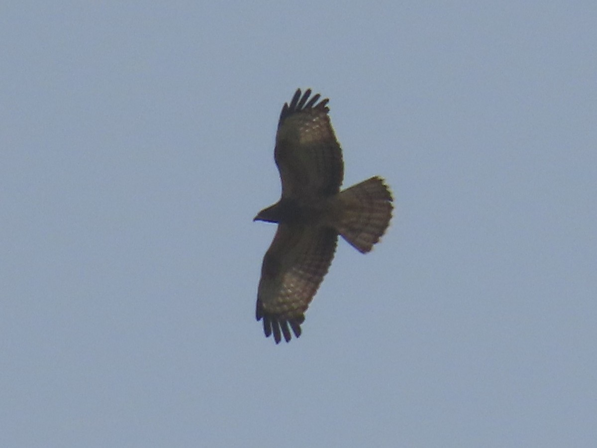 Oriental Honey-buzzard - Ute Langner