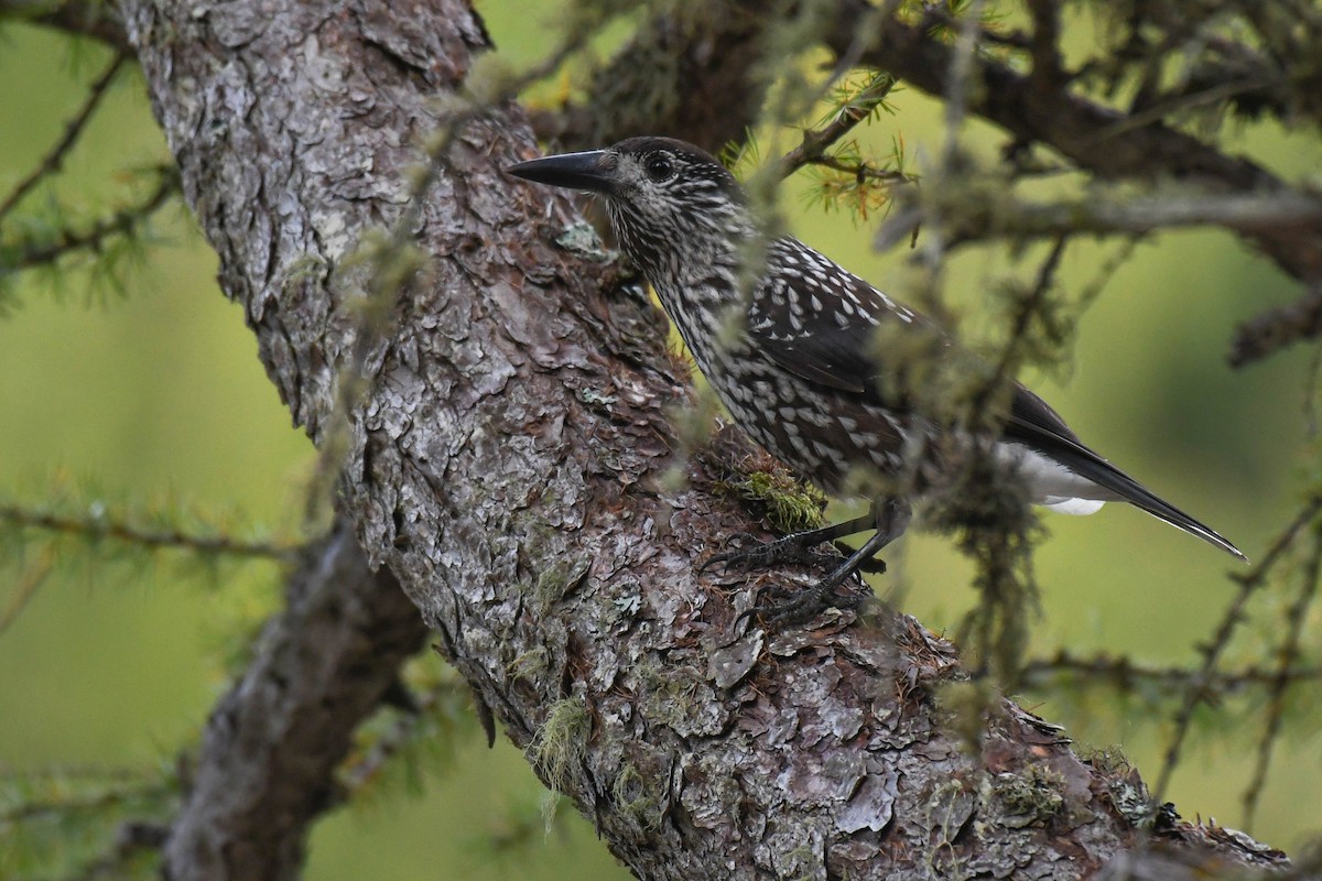 Eurasian Nutcracker (Northern) - ML609855108