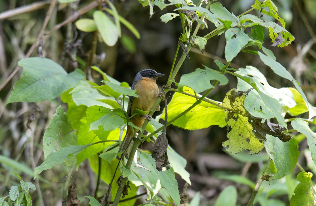 Black-eared Hemispingus (Black-eared) - ML609855173