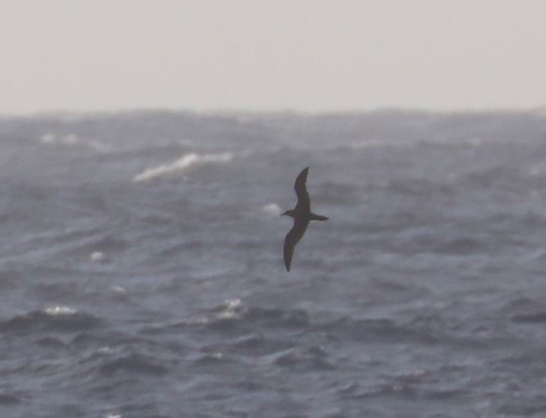 Wedge-tailed Shearwater - William Scott