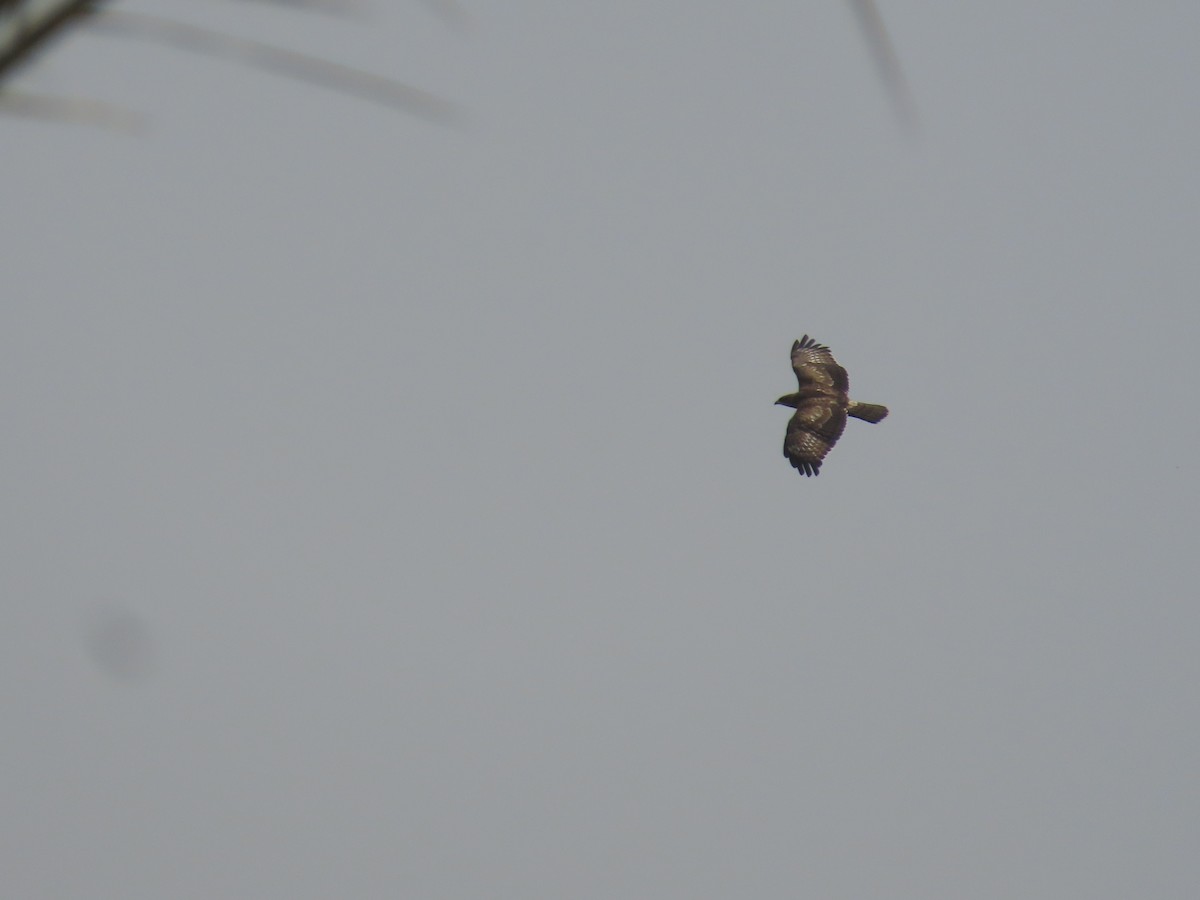 Oriental Honey-buzzard - ML609855199