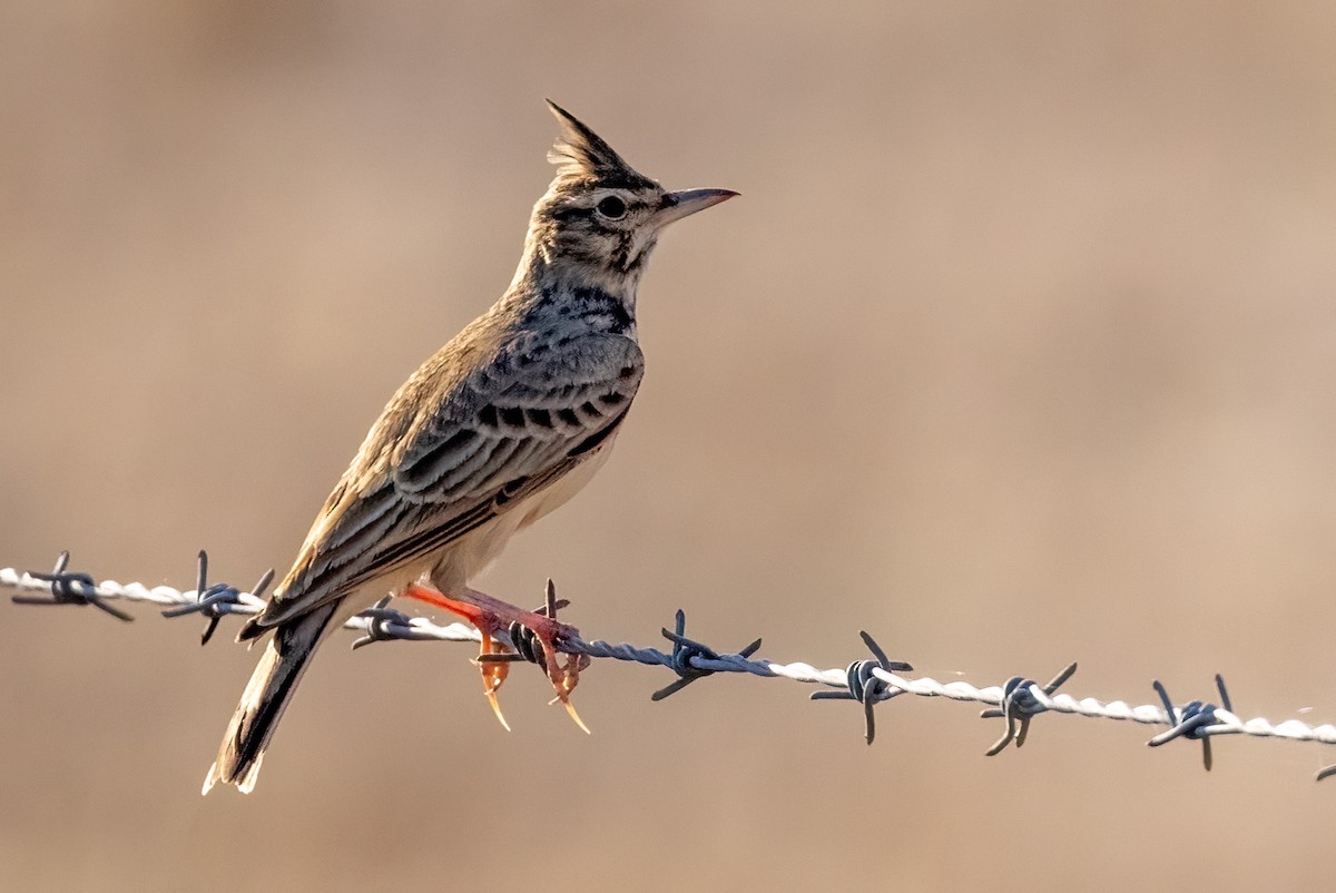 Crested Lark (Crested) - ML609855334