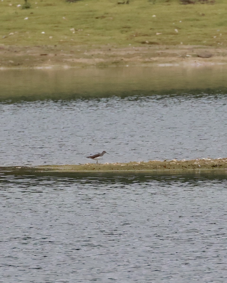 Green Sandpiper - ML609855354