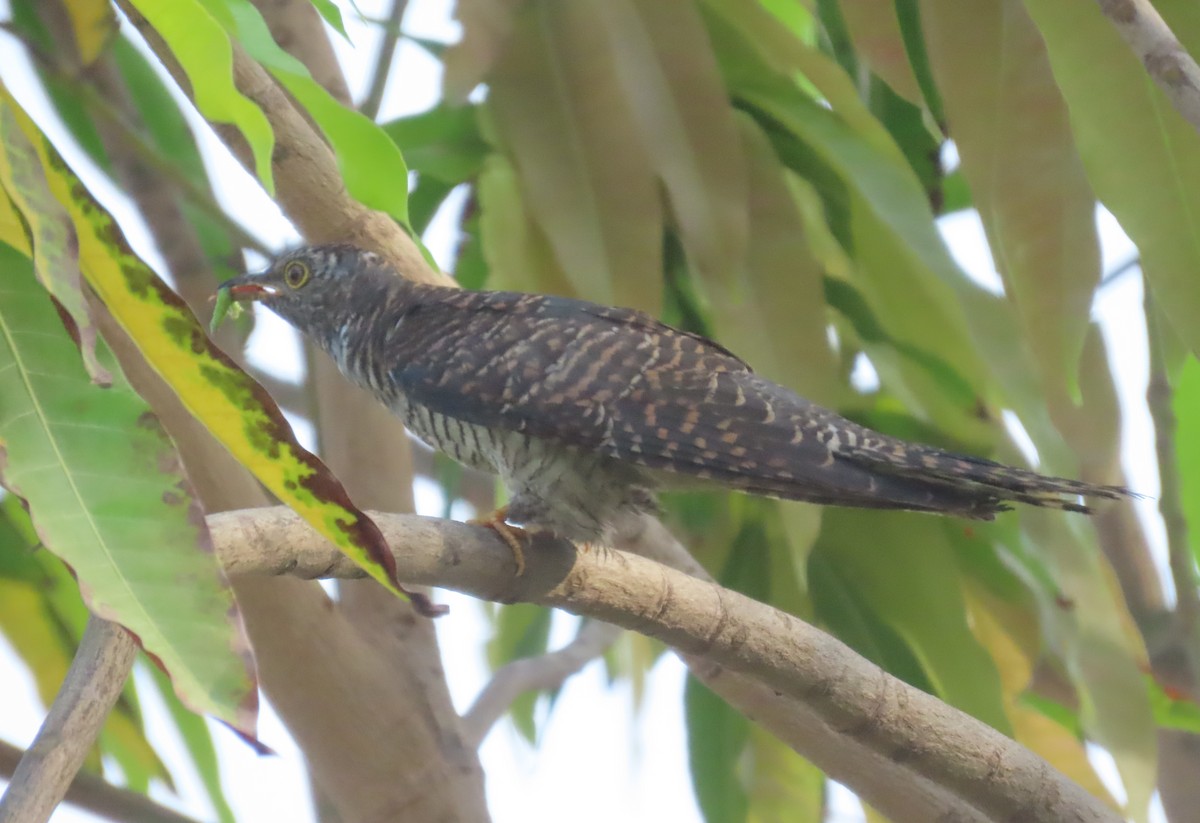 Common Cuckoo - Ute Langner