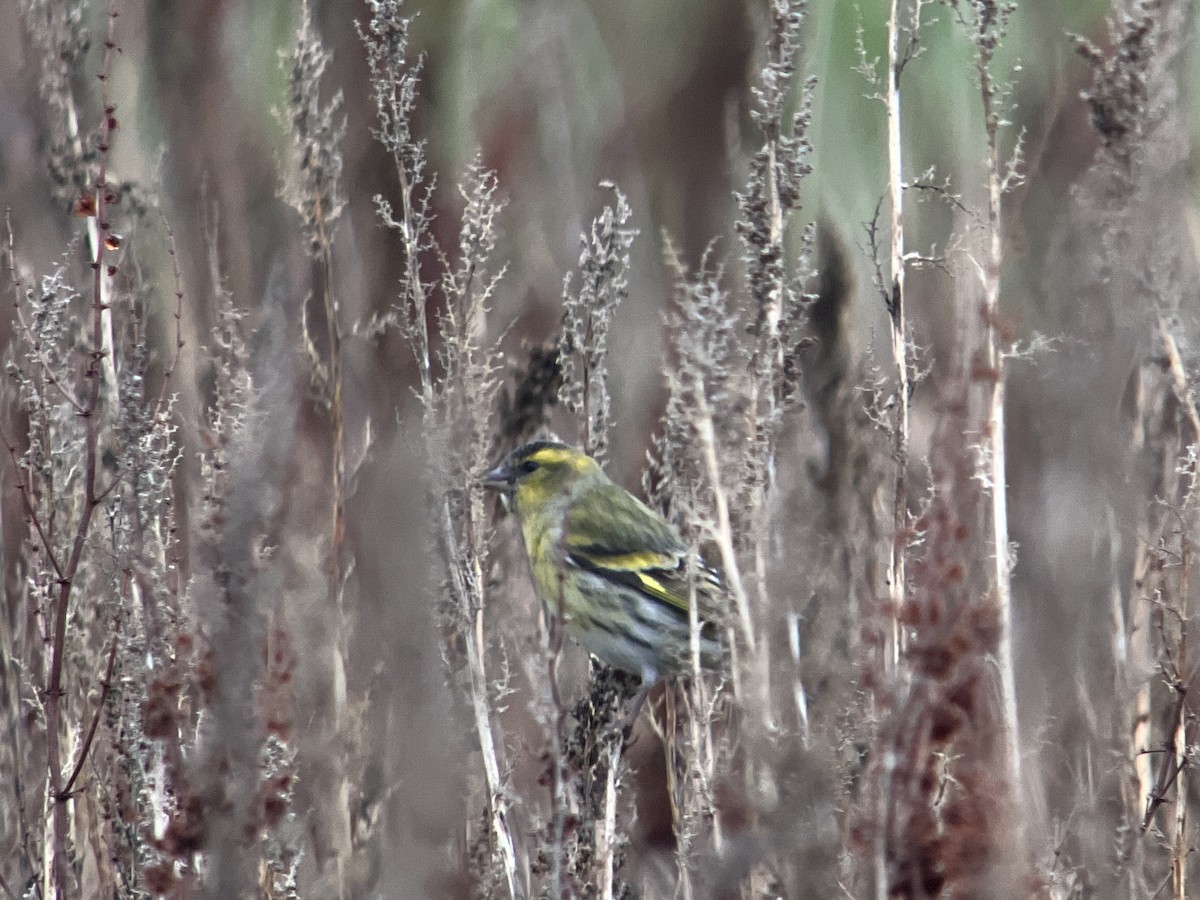 Eurasian Siskin - John Hague