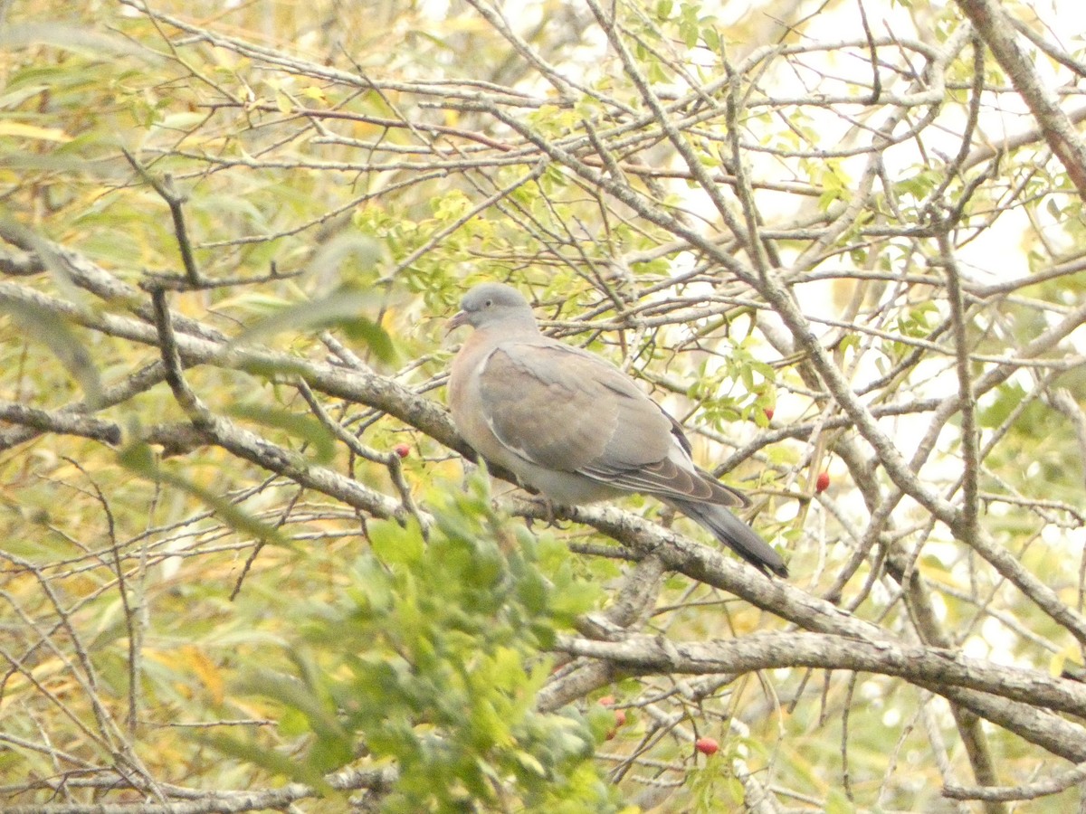 Tahtalı - ML609855561