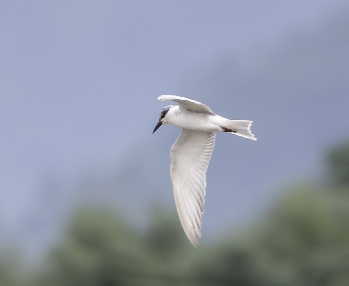 Whiskered Tern - ML609855588