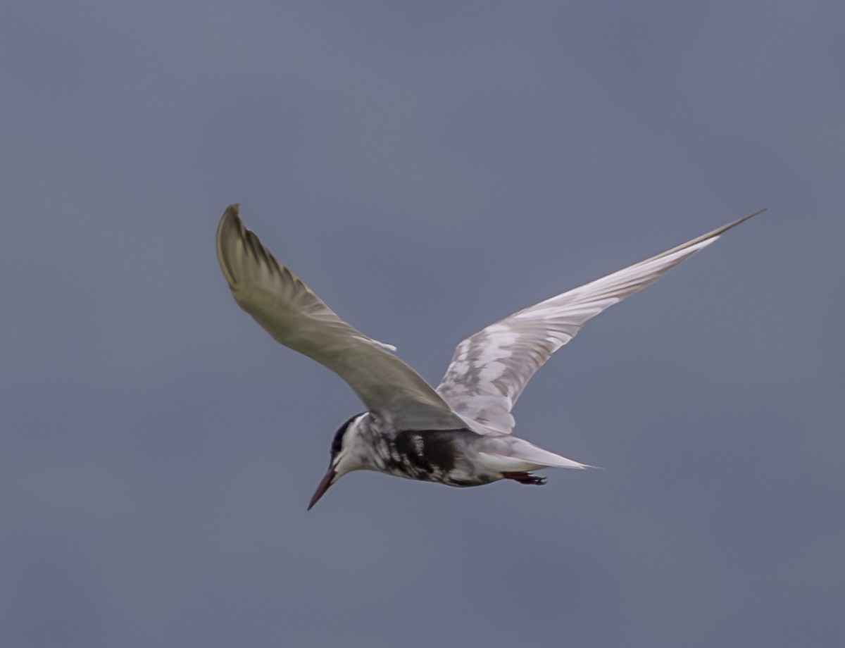 Whiskered Tern - ML609855620