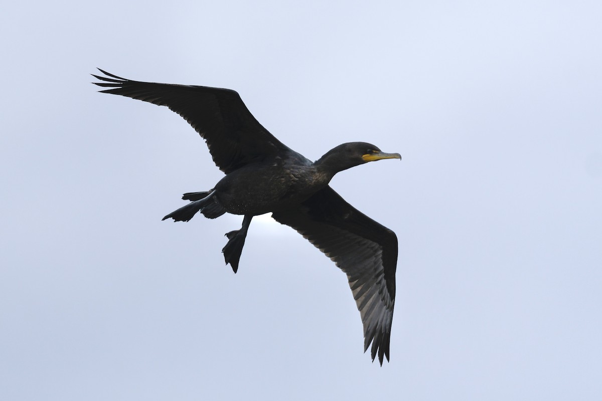 Double-crested Cormorant - Brock Gunter-Smith