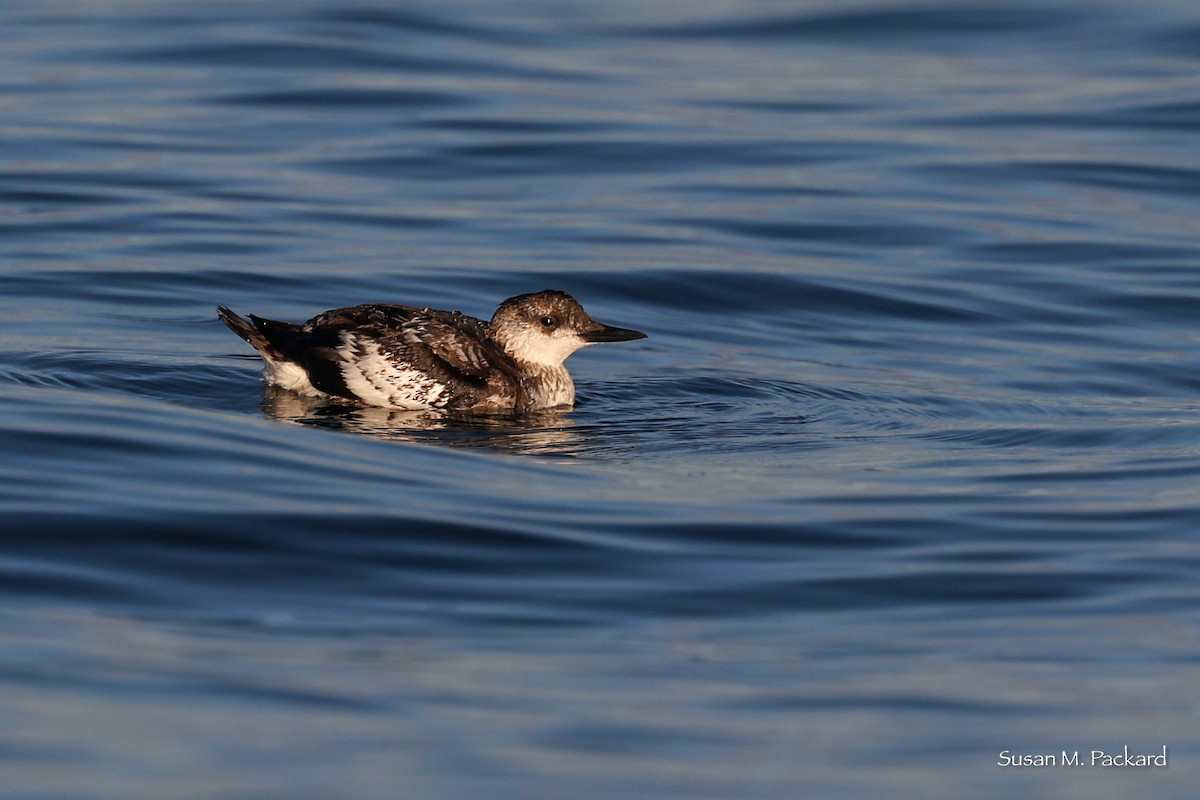 Black Guillemot - Susan Packard