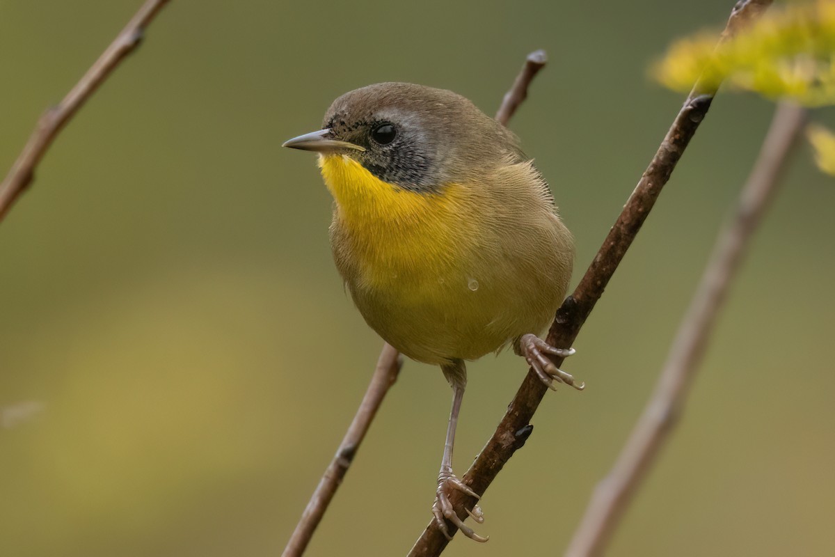 Common Yellowthroat - ML609855842