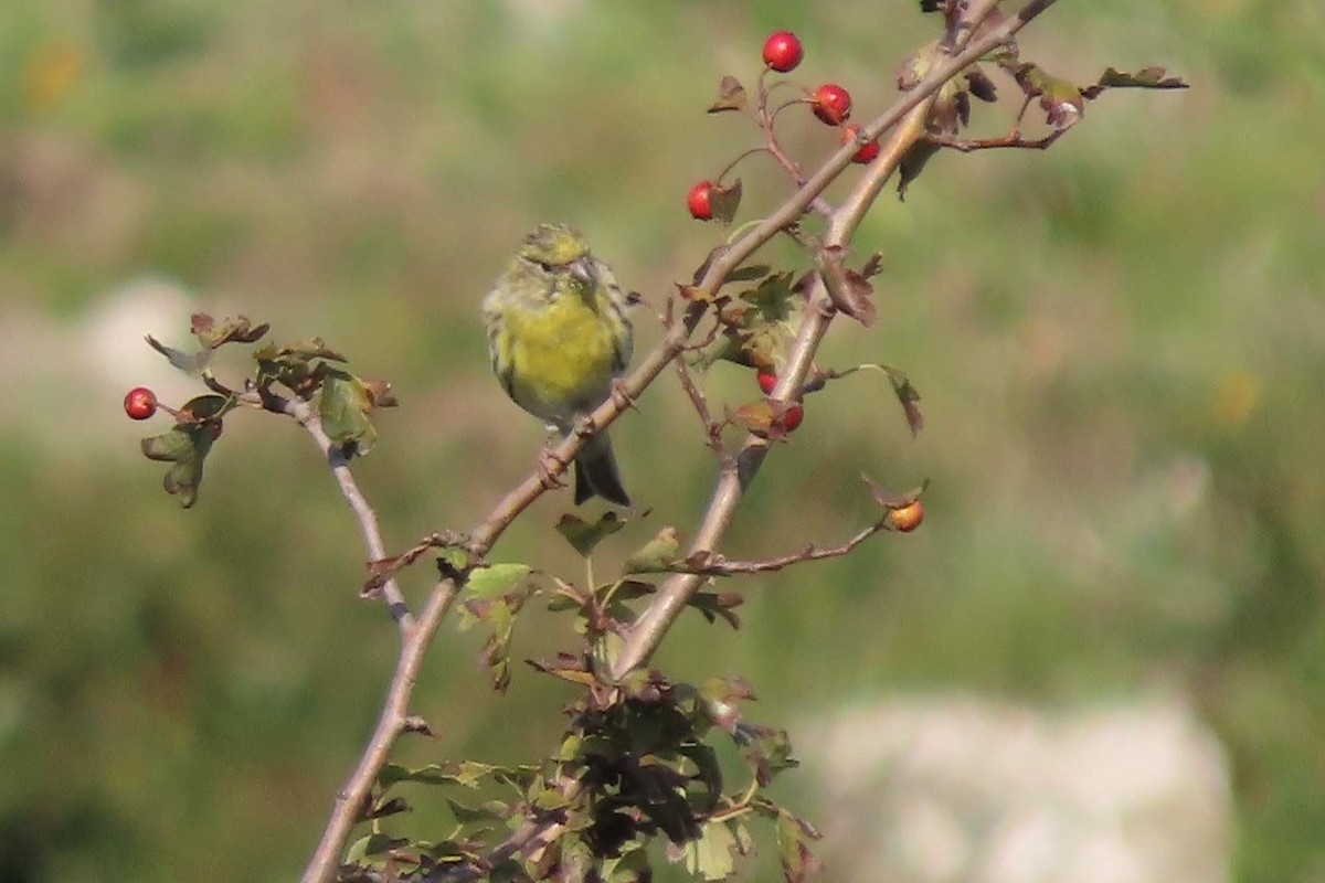 European Serin - Rosa Benito Madariaga