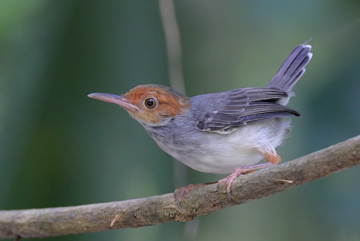 Ashy Tailorbird - ML609855861