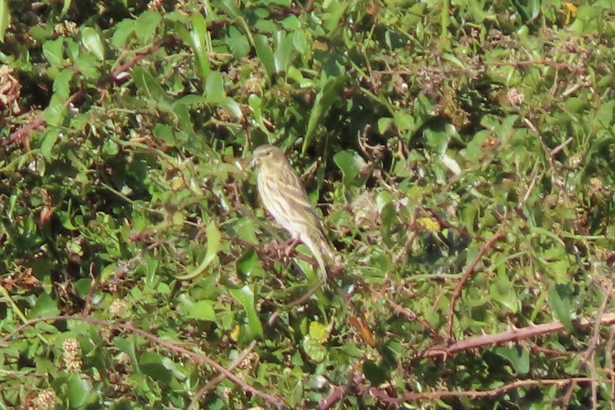 European Serin - ML609855914