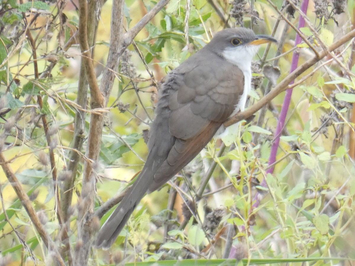 Yellow-billed Cuckoo - ML609855939