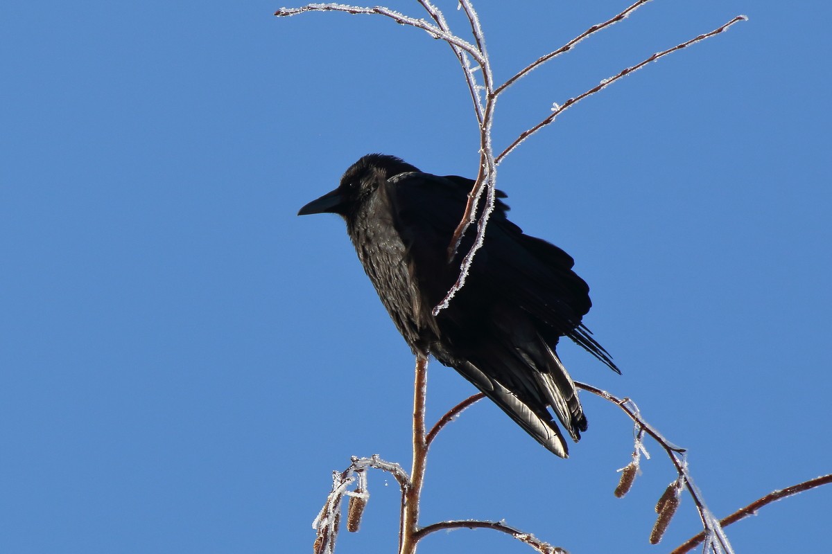 Ворона чорна (підвид orientalis) - ML609856073