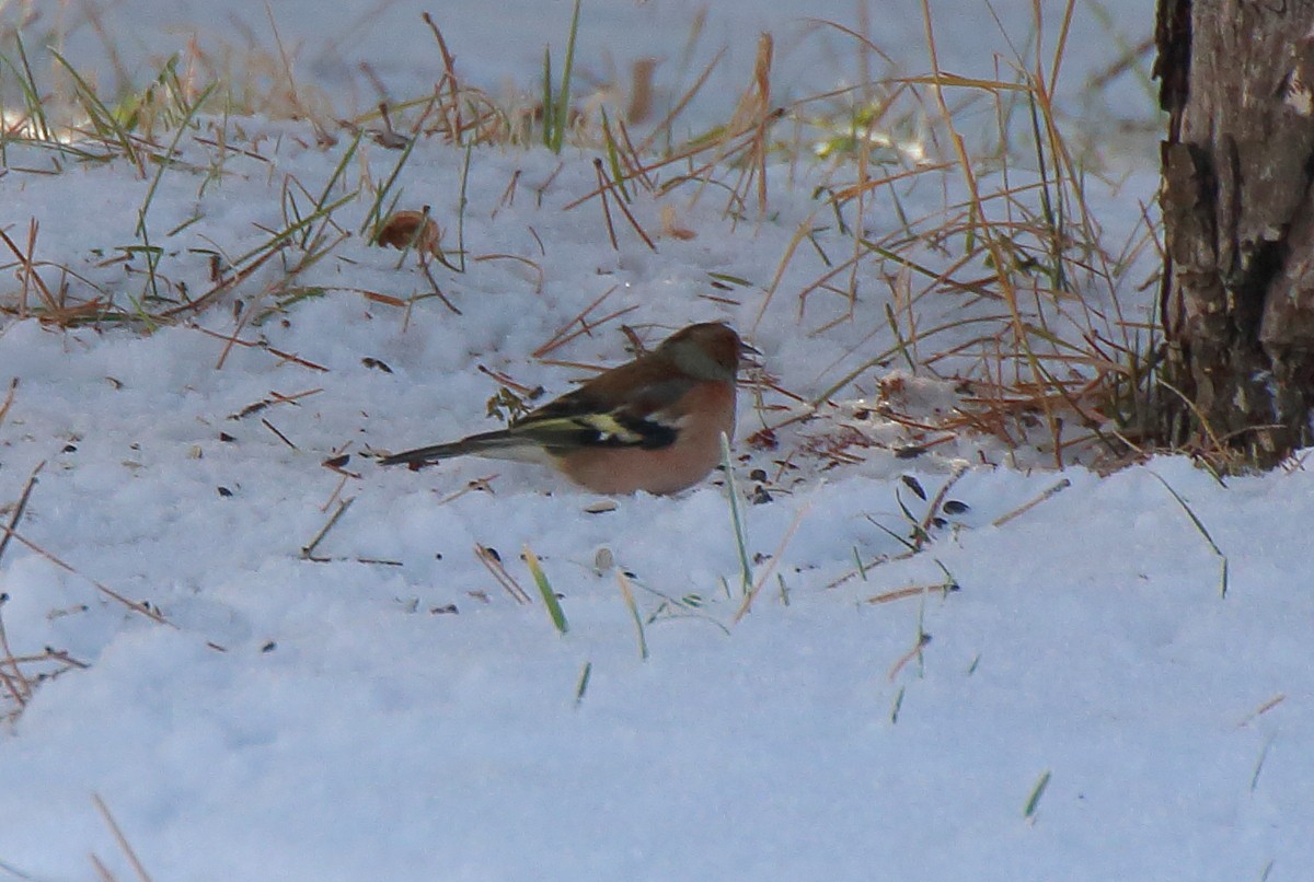 Common Chaffinch - ML609856085