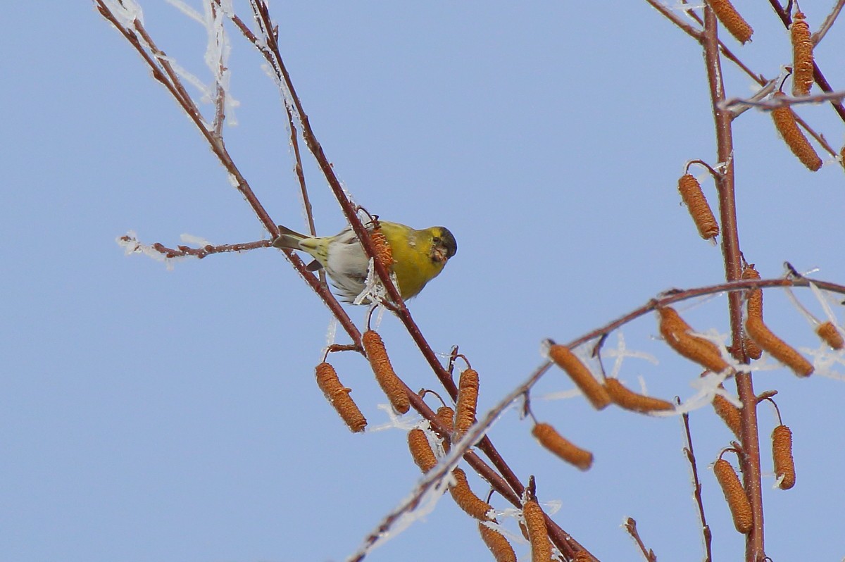 Eurasian Siskin - ML609856111