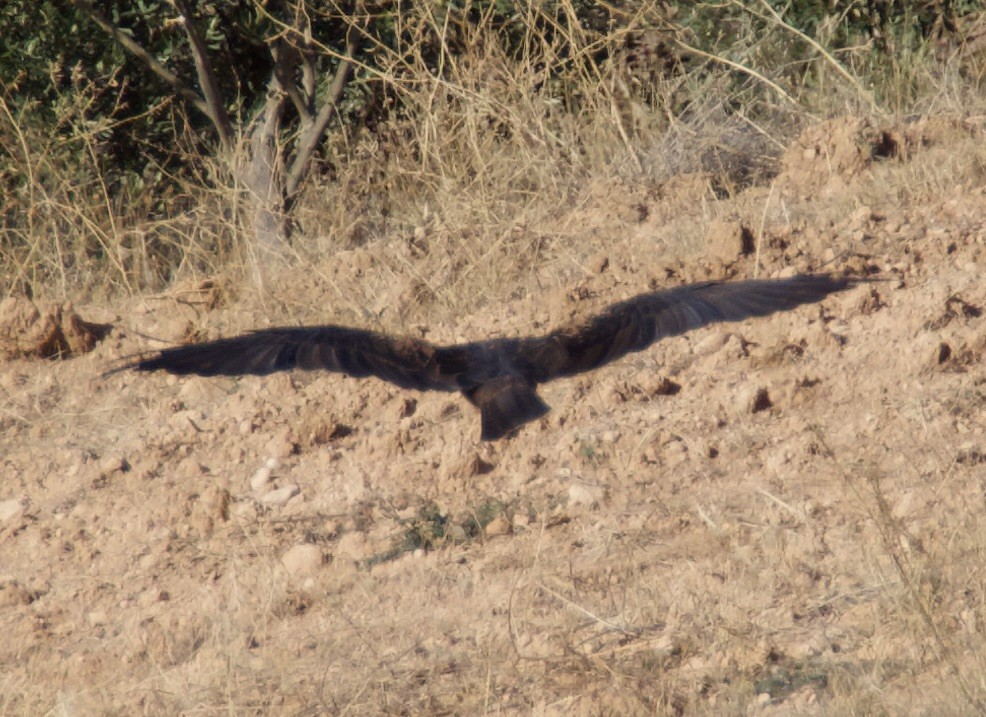Western Marsh Harrier - ML609856159