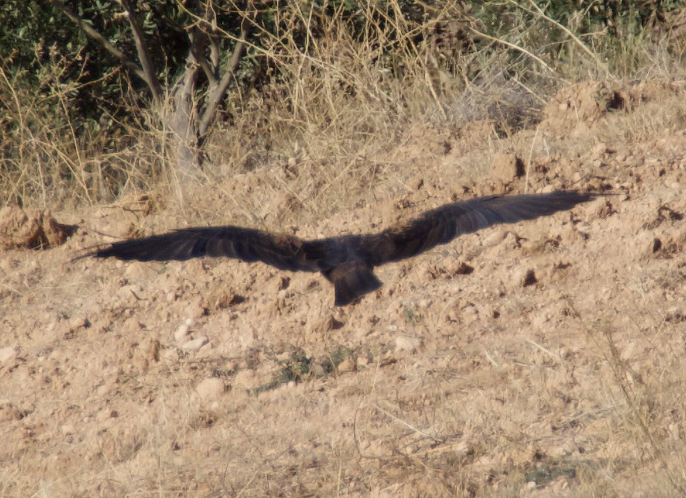 Western Marsh Harrier - Bitty Roy