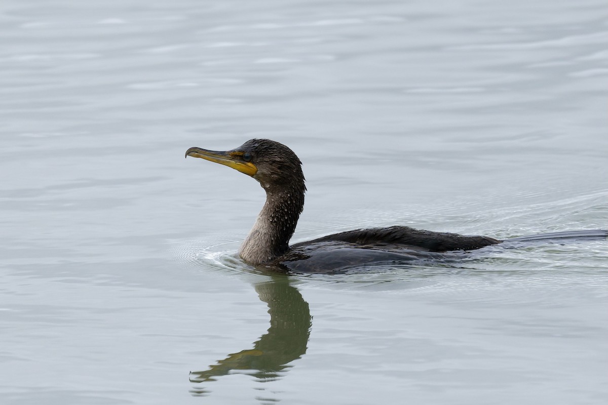 Double-crested Cormorant - Brock Gunter-Smith