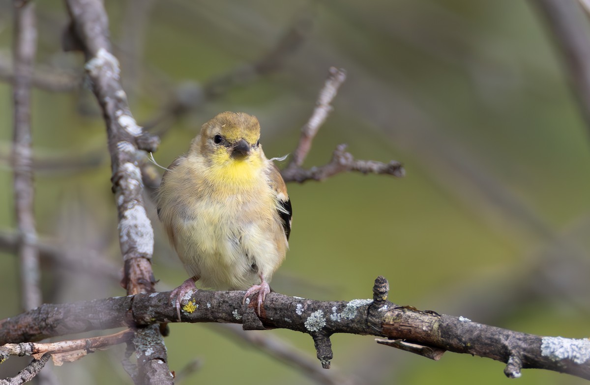 American Goldfinch - ML609856276