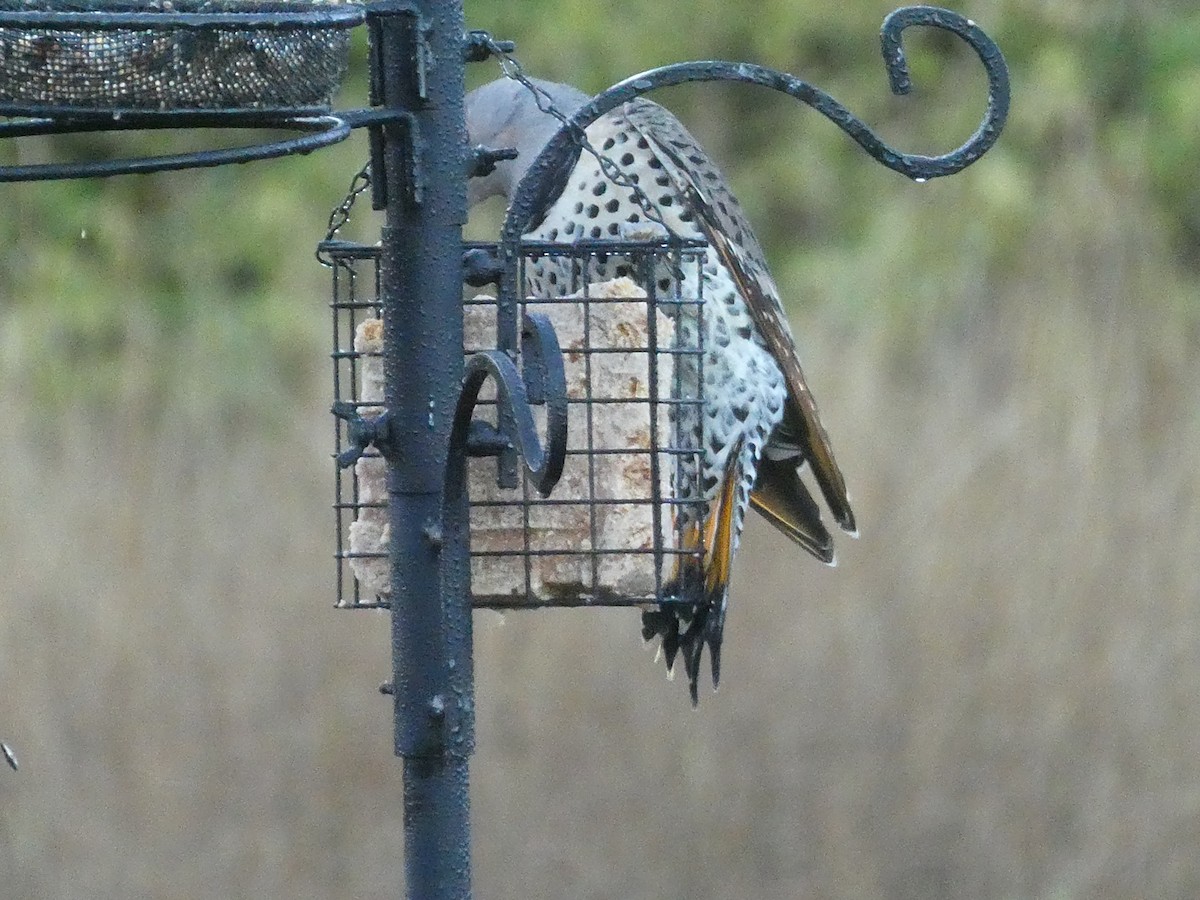 Northern Flicker - ML609856316