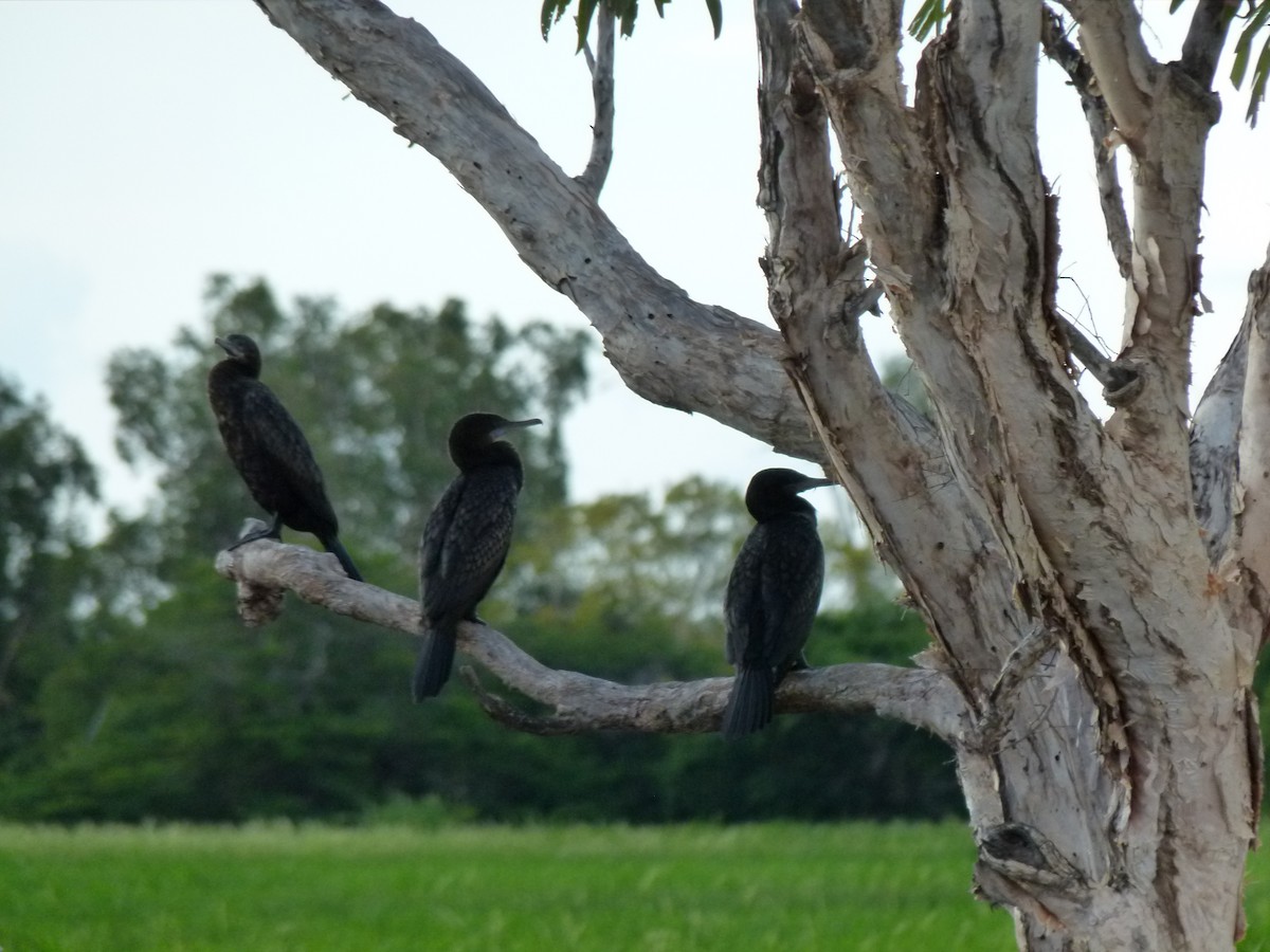 Little Black Cormorant - ML609856366