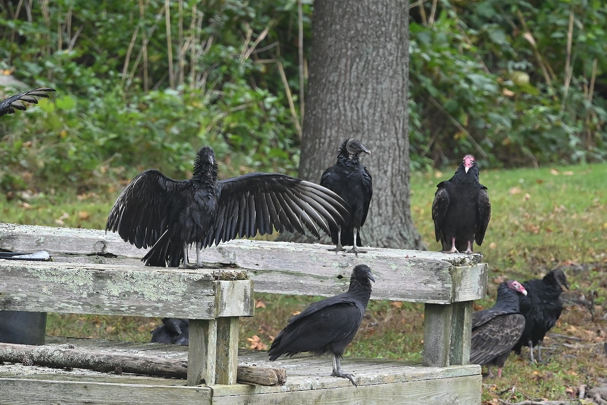 Black Vulture - ML609856368