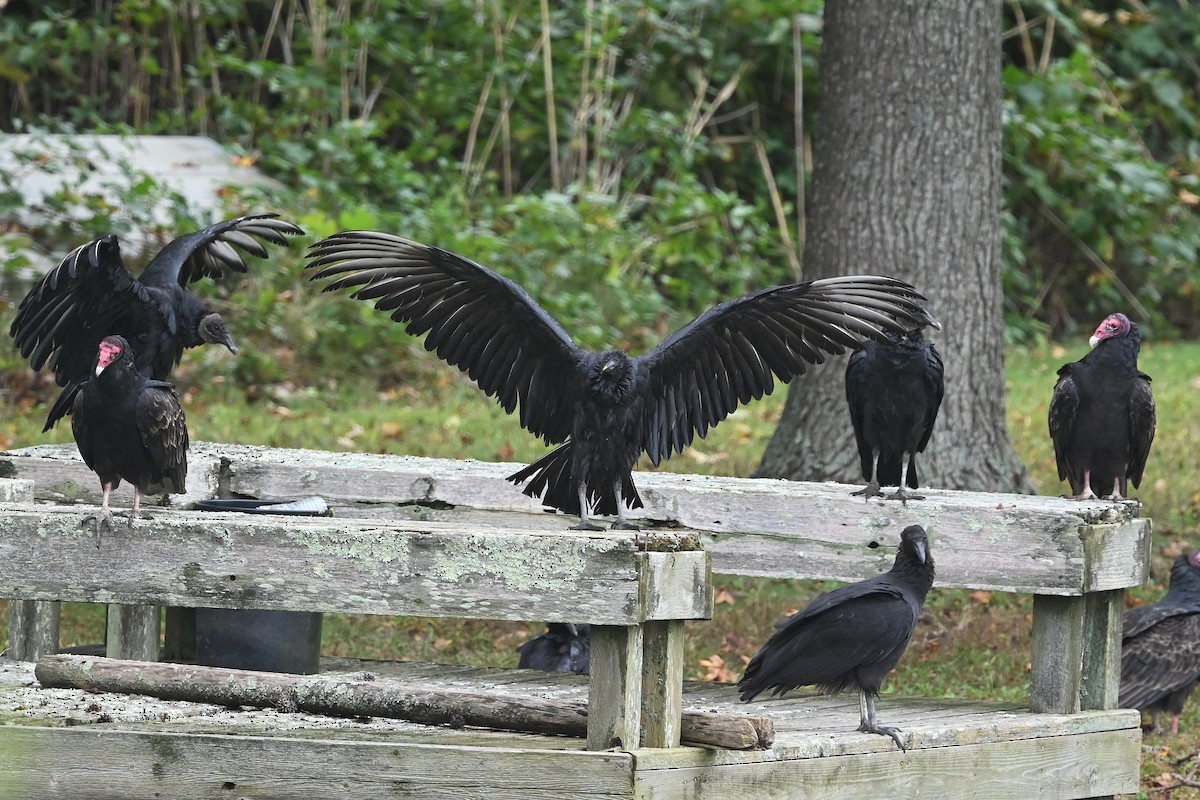 Black Vulture - ML609856370