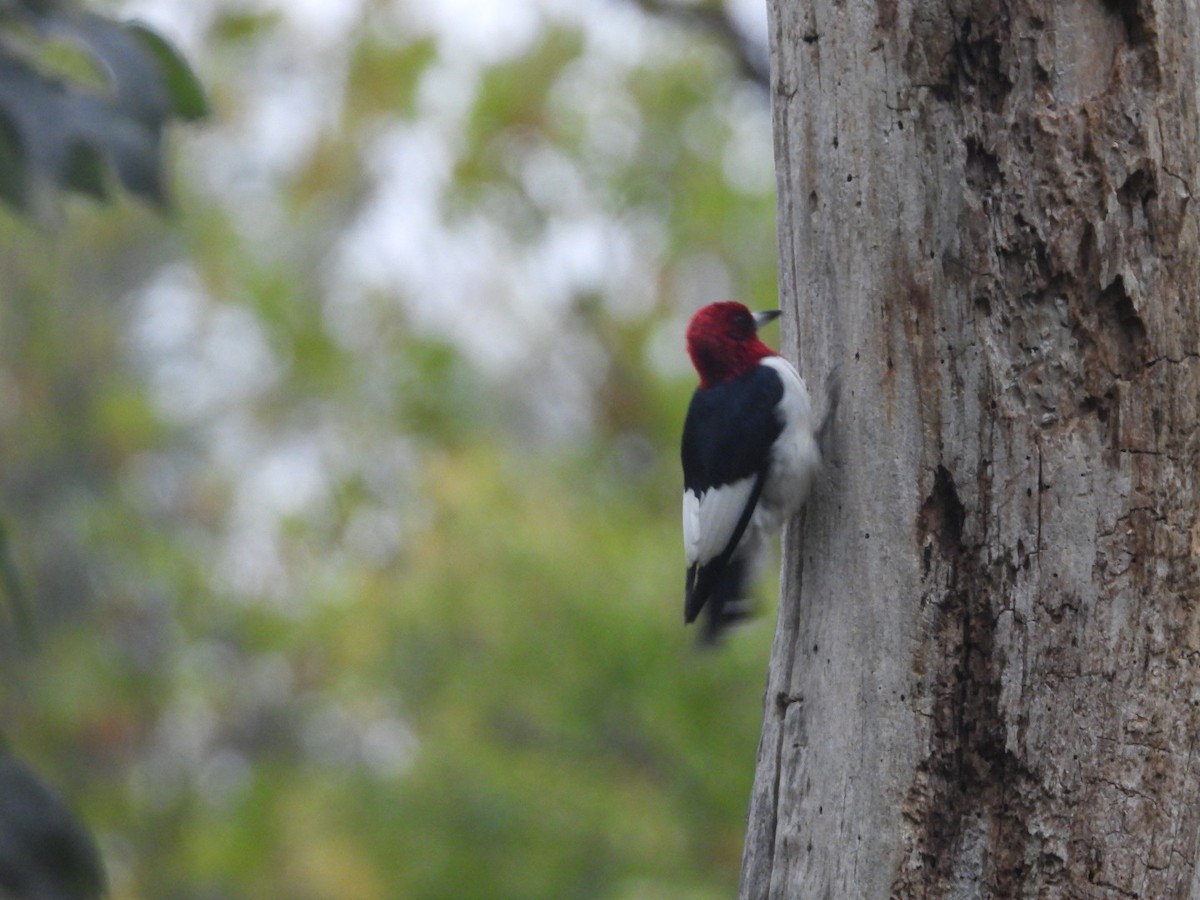 Red-headed Woodpecker - ML609856585