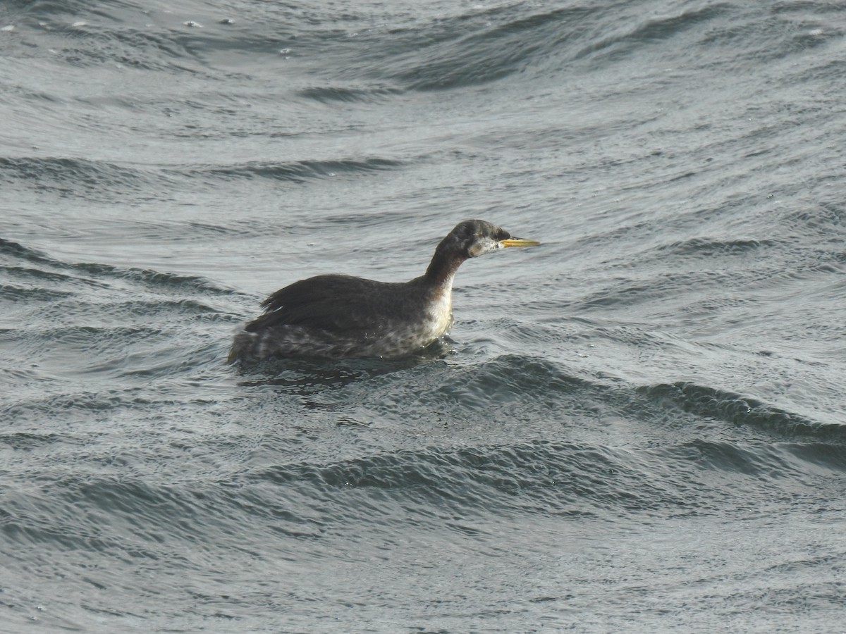 Red-necked Grebe - ML609856651