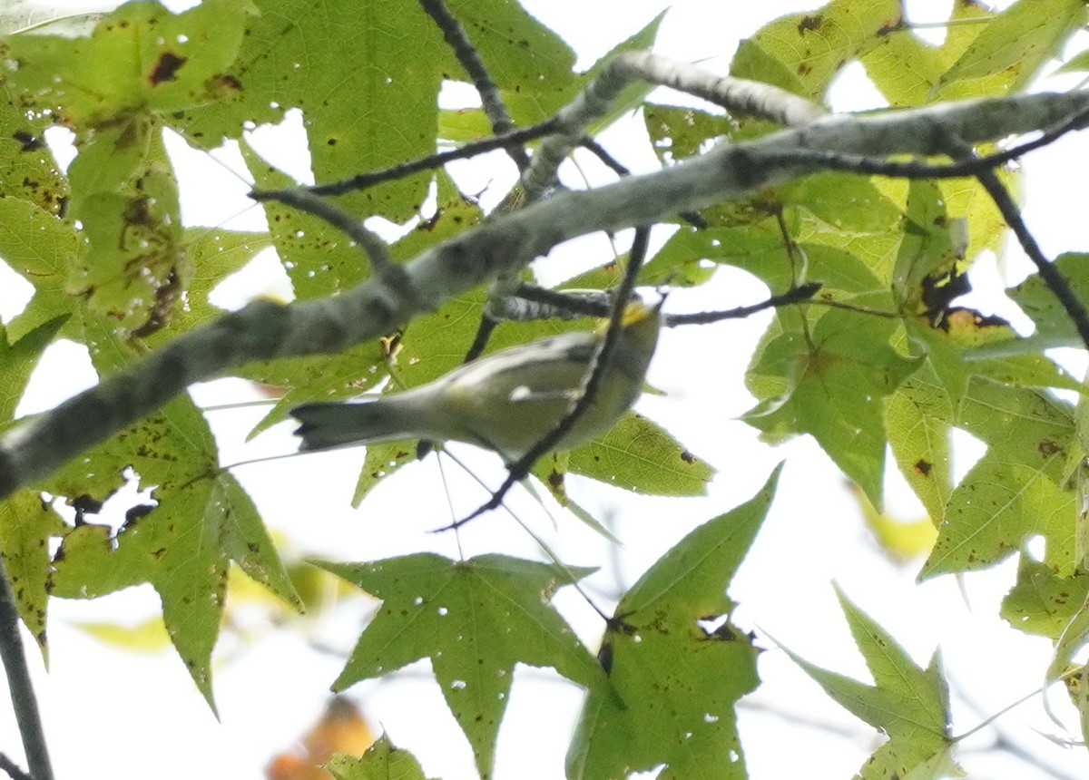 Black-throated Green Warbler - Prashant A
