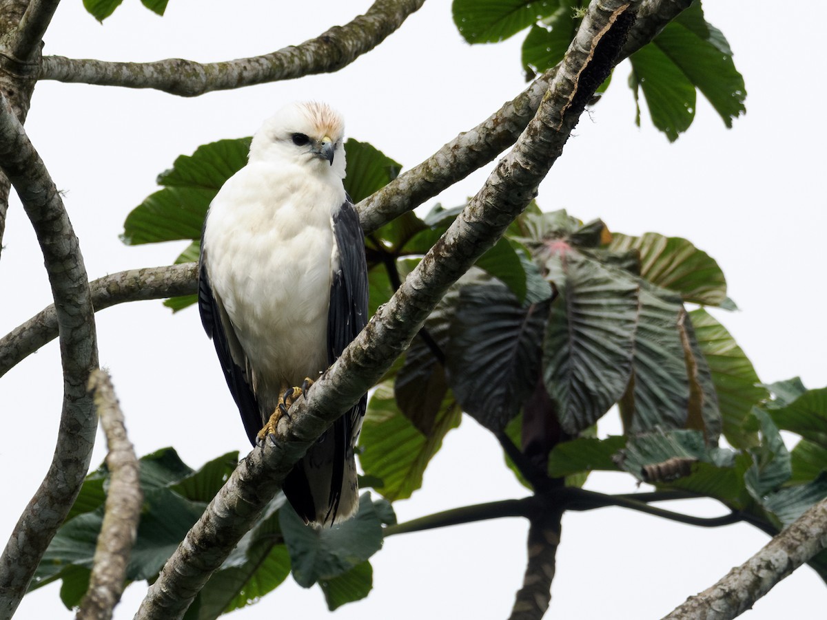 Mantled Hawk - ML609856766