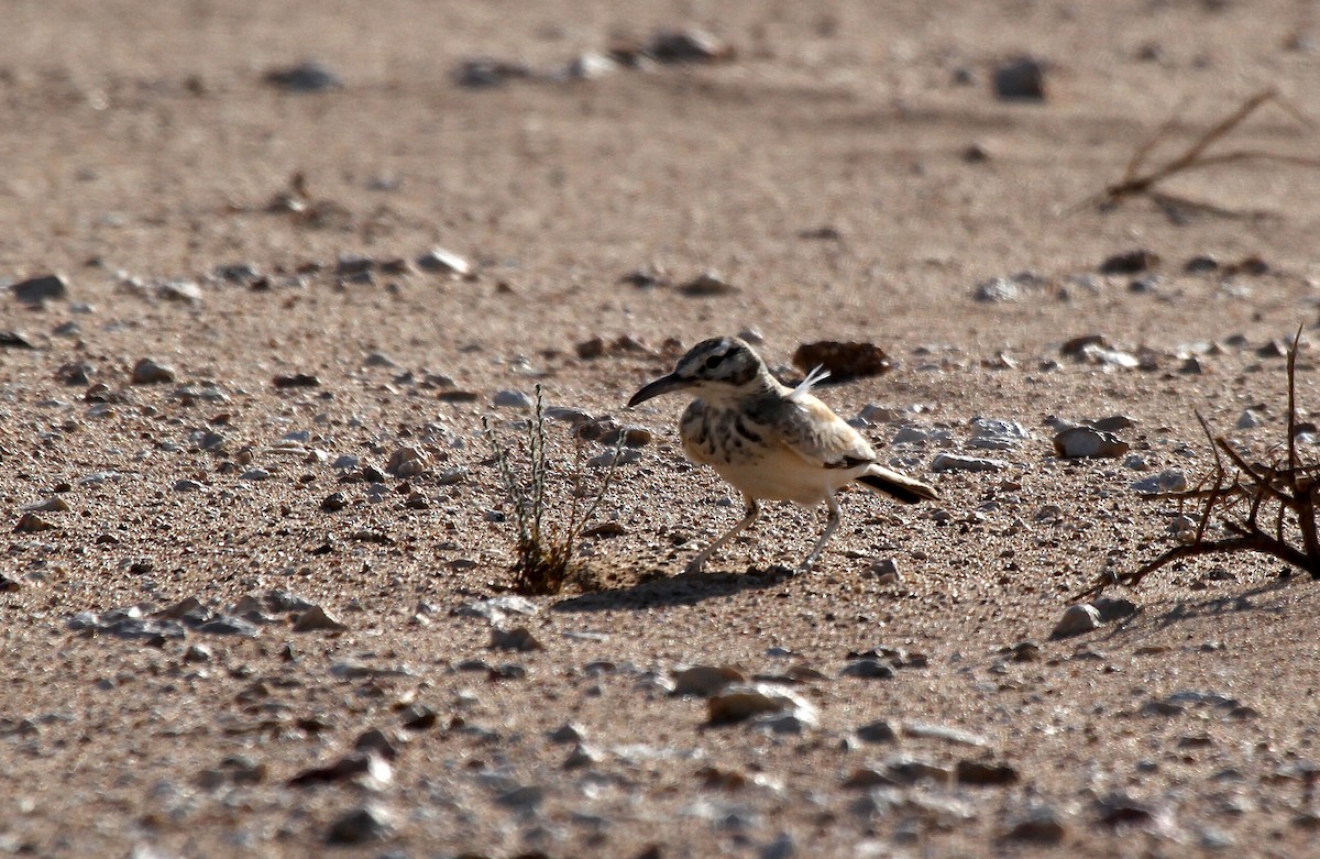 Greater Hoopoe-Lark - ML609856804
