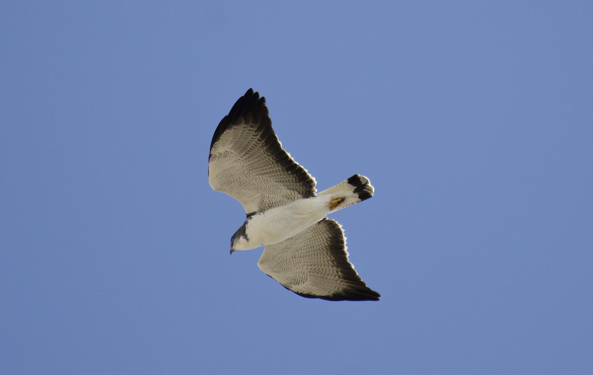 Variable Hawk - ML609856890