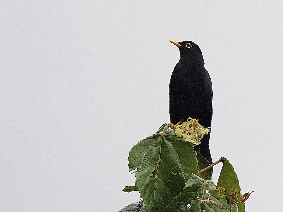 Glossy-black Thrush - ML609856965